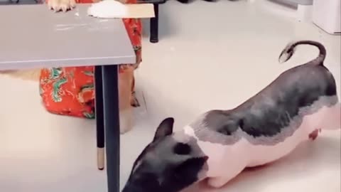 This is a very clever dog | Dog and the Pig #dog #dogvideo #viral #pig