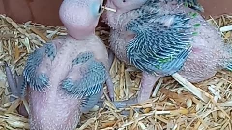 Beautiful baby parrots #Birds #Parrots #Baby parrots #Makao #Ringneck #Parrot