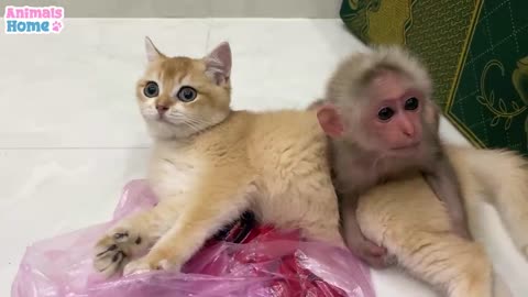 BiBi monkey teach Ody cat to play with toys