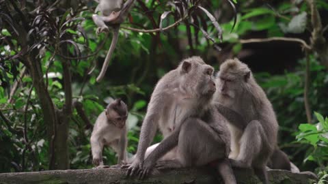 monkeys in their comfort zone