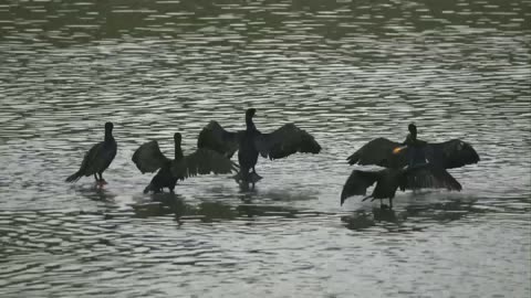 The group of beautiful Cormorants in the sea