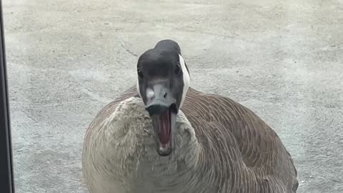 Mean Goose 😂