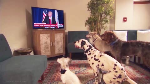 Dogs Think President Trump’s Commands On Tv To Sit Down😛 Are For Them!