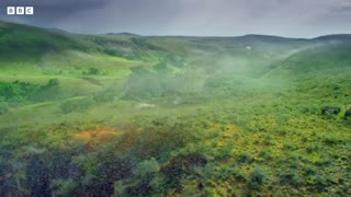 Locust Plague Devours 40,000 Tonnes of Vegetation Earth's Tropical Islands BBC Earth