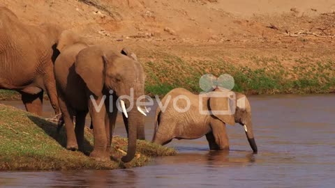 African Elephant, loxodonta africana, Group drinking Water at River, Samburu Park in Kenya, Real Tim