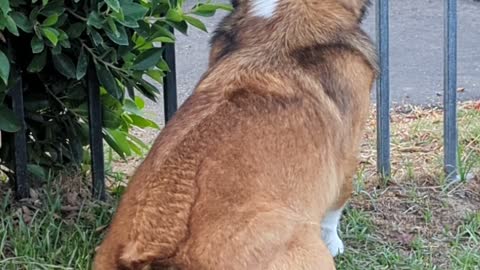 Corgi Nub Wiggling in Turbo Mode