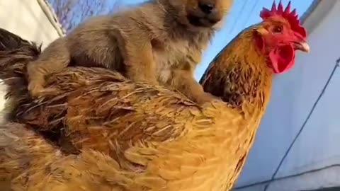 Cute Little Puppy And The Hen_Respect What A Relationship