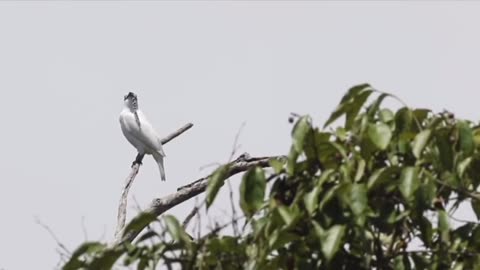 The world’s loudest bird at 125 dB