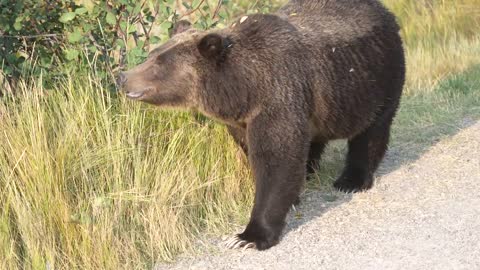 Grizzly Bear 399 looking happy and healthy in the fall of '22 after releasing her four cubs in May.