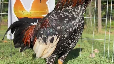 Spangled Boneyard Farm Alabama