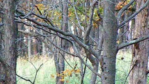 Big whitetail buck tearing up a scrape! 🦌