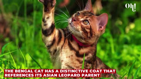 Cat breeds with insanely beautiful coats revealed