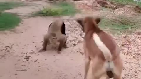 Hilarious Monkey-Dog Shenanigans When Furry Friends Go Bananas