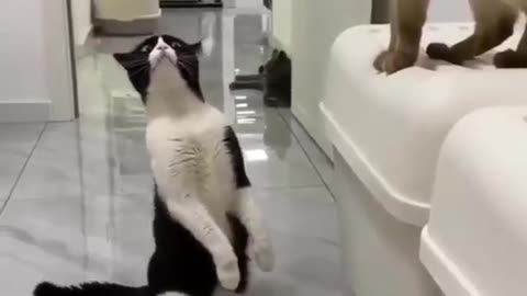 Cat funny videos comedy 😂