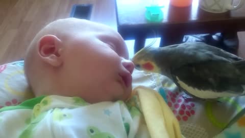 Cockatiel gives kisses and sings to a sleeping baby.