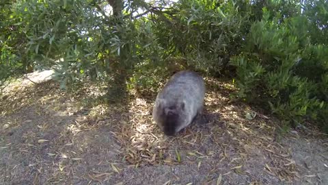 Australia Tasmania