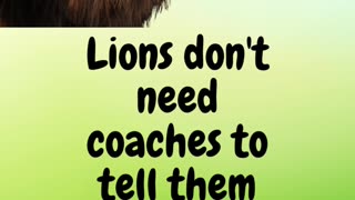 Lions don't need coaches to tell them what to eat