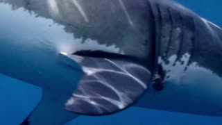 Facts about Great White Shark | Amazing Facts