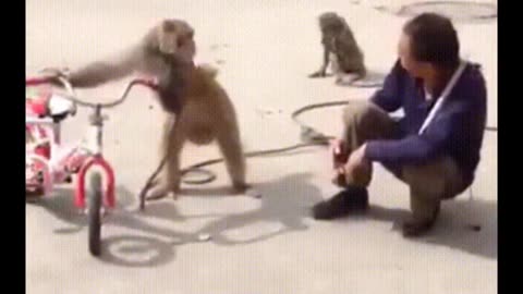 Funniest monkey _Cute and funny monky videos