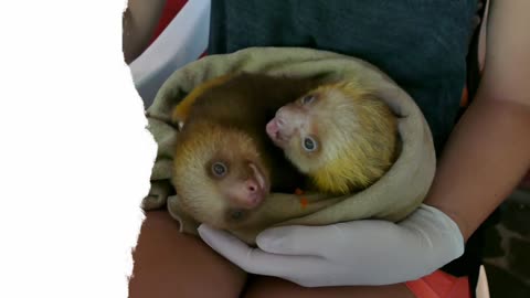 Baby sloths _wild _animal eating food