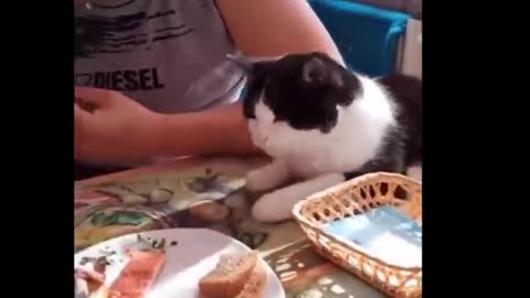 Cat video. Funny video