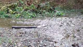 Fern Canyon from Jurassic Park