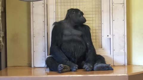 Excited Gorilla Asks A Female To Mate