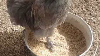 A happy little rooster.