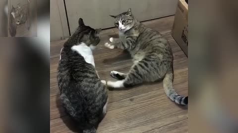 It seems that the two cats get along well