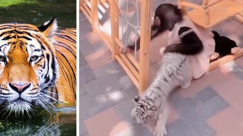 A monkey pulls a little tiger in a very funny way