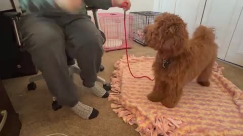 Dog obedience video