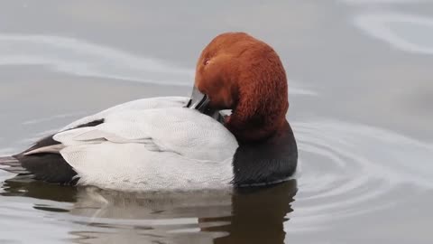 Pochard anatre WWT Welney paludi, 2 dicembre 2022