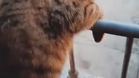 Animal funny video