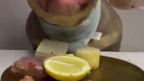 Baby Dog 🐕 Eating maet