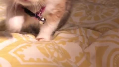 funny animal videos cat