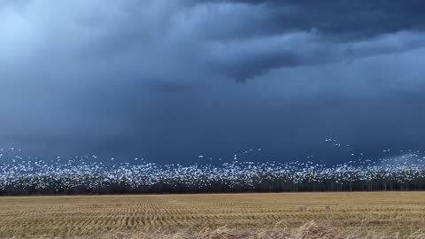 Snow Goose Migration at Dusk