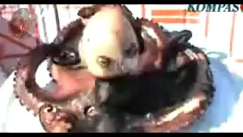 GROSS!! WATCH WITH CAUTION,UPDATE ON HUMAN CHIMERA & ANIMAL HYBRIDS-OMG SMH