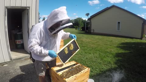 July 1, 2024 Hive Inspection Part I