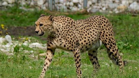 The cheetah (Acinonyx jubatus)