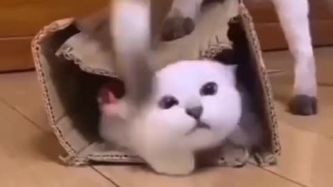 -Best Funny Cute Cats Viral Clips😹