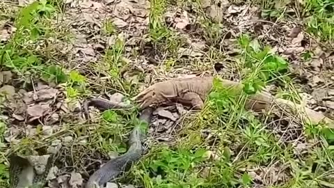 Amazing Snake Fighting
