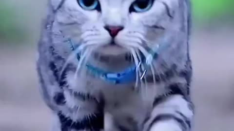 Cat walking so cute