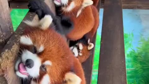 Red Pandas Hanging Around