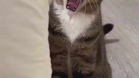 Please sing the song with me#cat#pet#catsoftiktok #cute#song#fyp