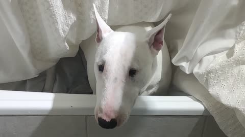 Dog Finding Toy in Bathtub Gets Covered by Shower Curtain