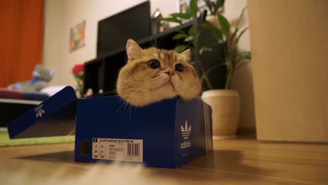 I know we got the right size box in here somewhere