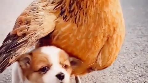 Mother Friendships Of Chicken And Dogs A Beautiful Moment Animals Funny Videos #shorts #animals