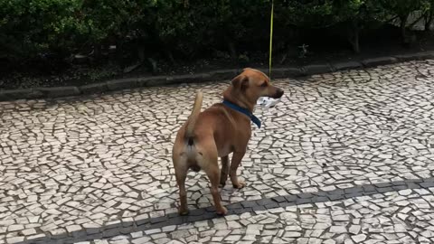 Dog Carries Balloon Down Sidewalk