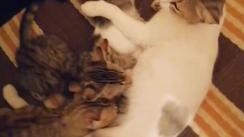 Lactating cats_funny videos 2023