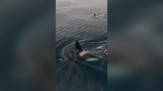 SEAS THE DAY: Whale Watchers Experience Rare Encounters With Marine Mammals